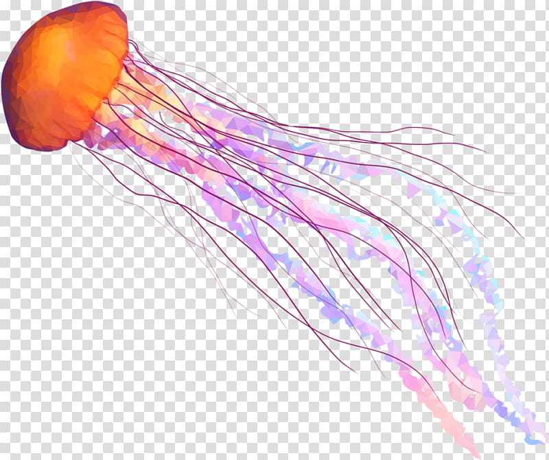 Web Design, Jellyfish, , Tentacle, Computer Icons, Web Banner, Marine Invertebrates, Cnidaria transparent background PNG clipart