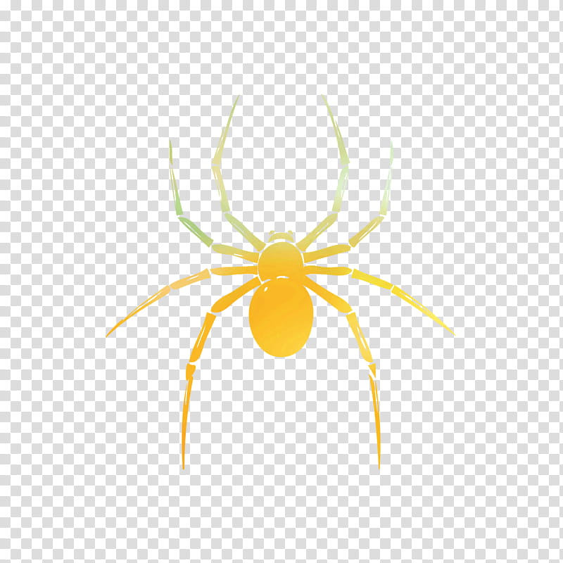 Cartoon Spider, Drawing, Orbweaver Spider, Yellow, Arachnid, Insect, Line, Tangleweb Spider transparent background PNG clipart