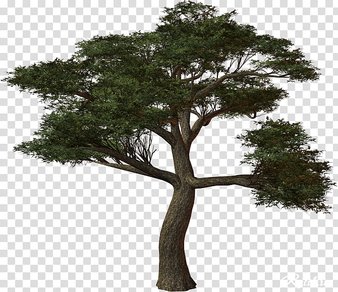 Oak Tree, Treelet, Arbres Arbustes, Branch, Trunk, Wood, Pruning, Blog transparent background PNG clipart