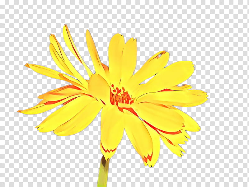 Flowers, Cartoon, Chrysanthemum, Yellow, Pot Marigold, Dandelion, Sunflower, Plant Stem transparent background PNG clipart