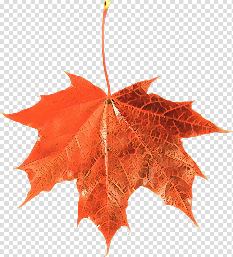 Maple leaf, Tree, Black Maple, Woody Plant, Red, Plane, Orange, Sweet Gum transparent background PNG clipart