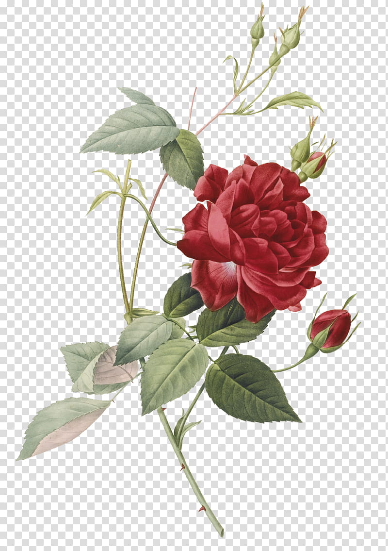 Plants X, red-petaled flower transparent background PNG clipart