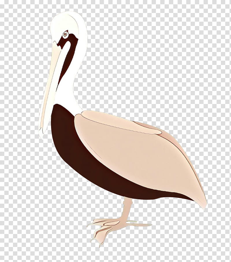 bird pelican beak flightless bird ibis, Ciconiiformes, Stork, Pelecaniformes, Water Bird, Seabird transparent background PNG clipart