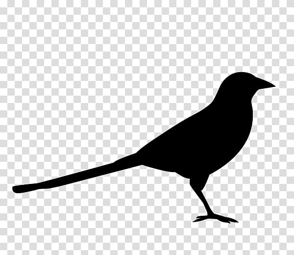 Bird Logo, American Crow, Eurasian Magpie, Silhouette, Competition, Beak, Blackbird, Perching Bird transparent background PNG clipart