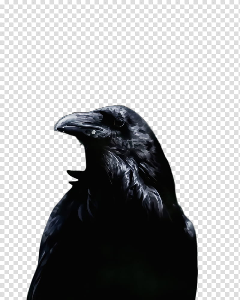 Feather, Watercolor, Paint, Wet Ink, Black, Raven, Crow, Bird transparent background PNG clipart