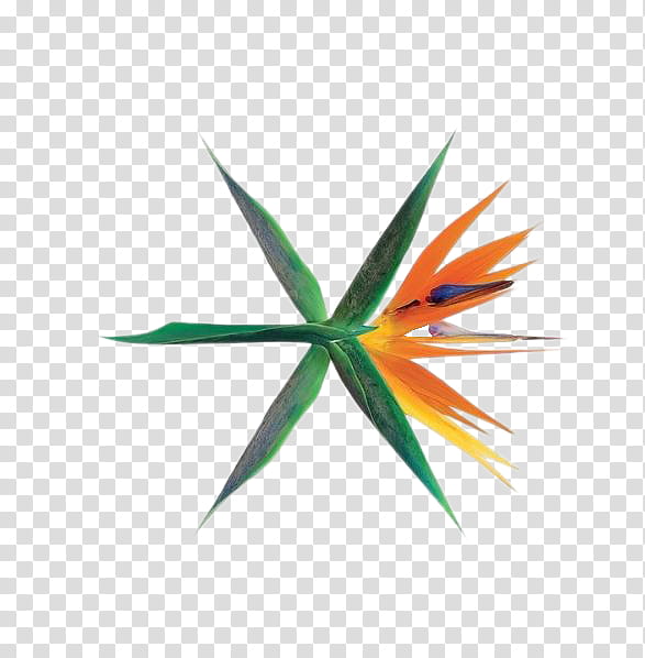 SHARE EXO The War Ko Ko Bop Logo , orange and green birds of paradise flower illustration transparent background PNG clipart
