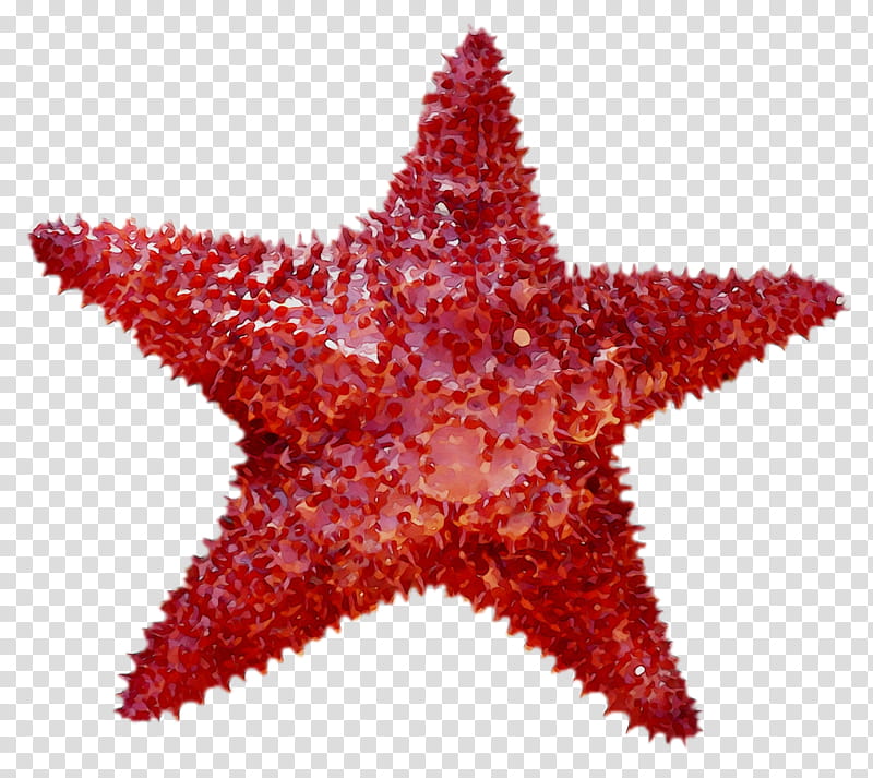 Red Star, Sea Urchin, Starfish, Simetria Radial, Symmetry In Biology, Crinoid, Crownofthorns Starfish transparent background PNG clipart