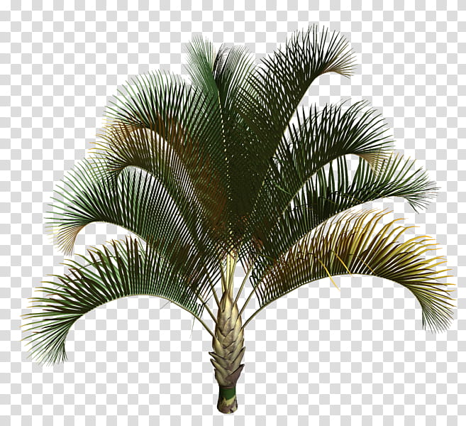 Palm Oil Tree, Asian Palmyra Palm, Babassu, Coconut, Palm Trees, Date Palm, Oil Palms, Babassu Oil transparent background PNG clipart
