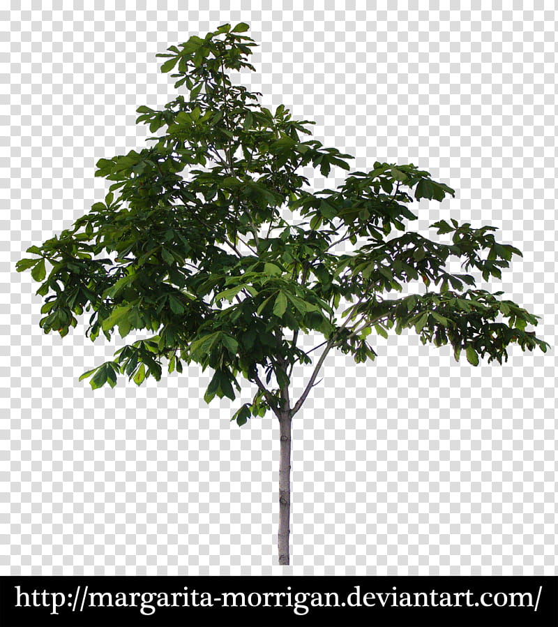 Chestnut tree, green leafed tree with text overlay transparent background PNG clipart