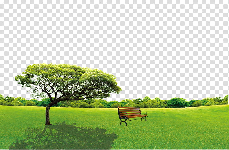 Family Tree, Arbor Day, Green, Lawn, Tree Planting, Grass, Plants, Grassland transparent background PNG clipart