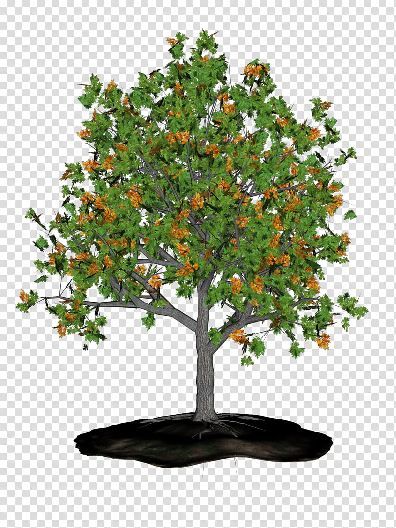 Tree Stump, Wood, Shrub, Woody Plant, Branch, Houseplant, Flowerpot, Sageretia Theezans transparent background PNG clipart