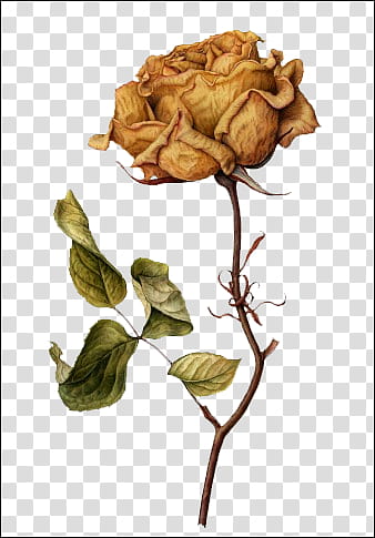 , yellow rose art transparent background PNG clipart