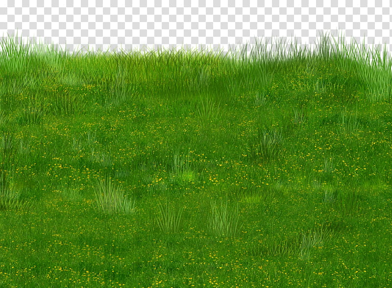 Five nature scenes grasses , green grasses illustration transparent background PNG clipart