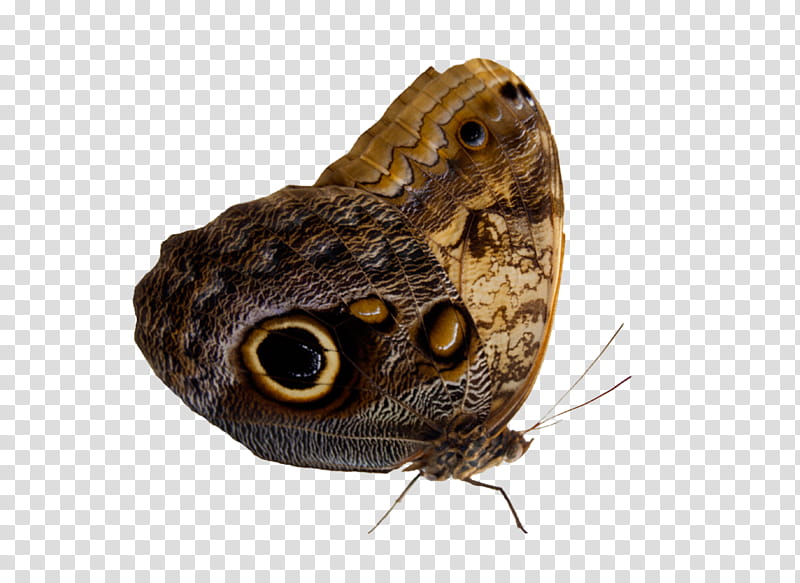 Moth Pre Cut, brown moth transparent background PNG clipart