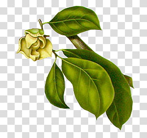 1K Watchers, green leaves and yellow flower illustration transparent background PNG clipart thumbnail
