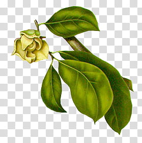 K Watchers, green leaves and yellow flower illustration transparent background PNG clipart K Watchers, green leaves and yellow flower illustration transparent background PNG clipart