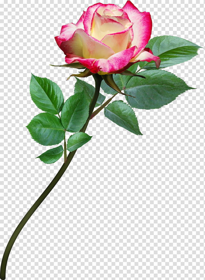 aA roses , pink and yellow rose graphic transparent background PNG clipart
