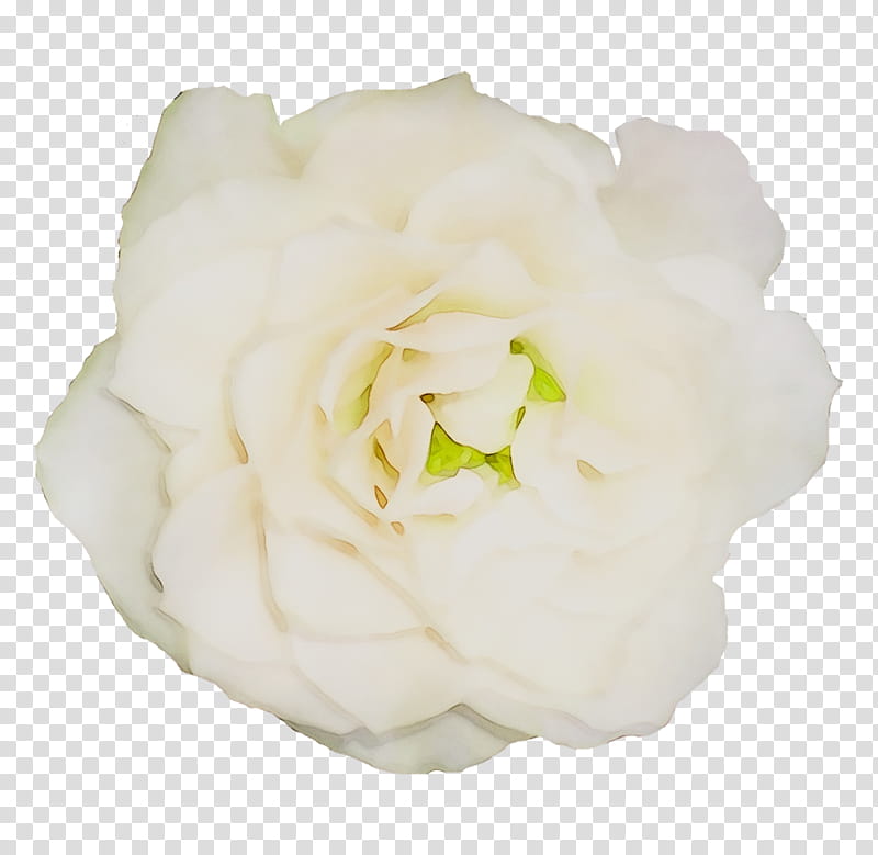 Flowers, Garden Roses, Cabbage Rose, Floribunda, Gardenia, Cut Flowers, White, Petal transparent background PNG clipart