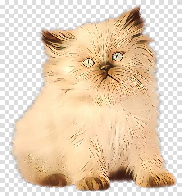 Asian People, Persian Cat, Whiskers, Napoleon Cat, Himalayan Cat, British Semilonghair, Domestic Longhaired Cat, Fur transparent background PNG clipart