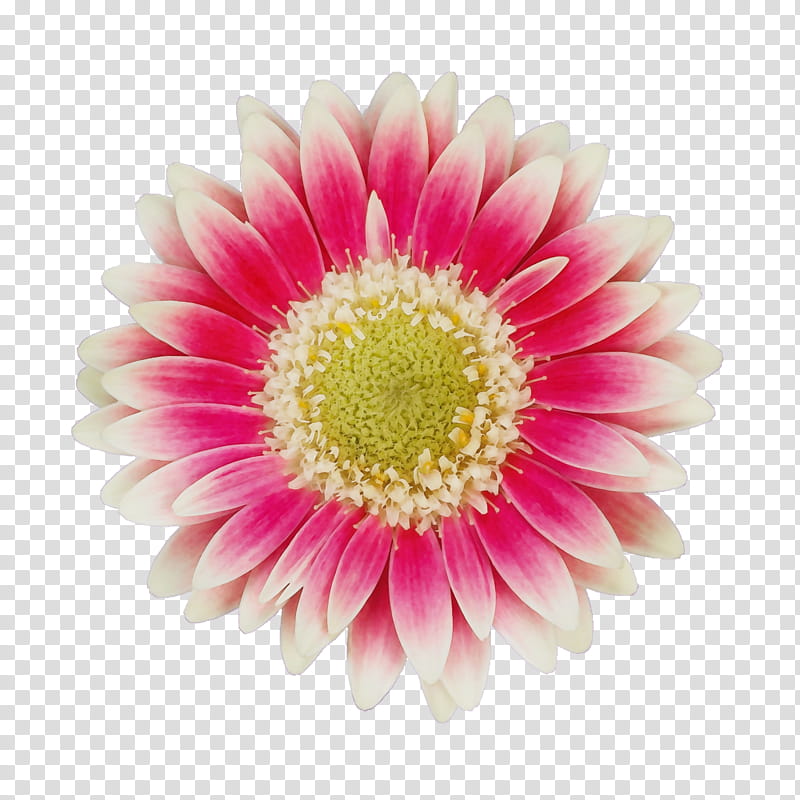 flower barberton daisy gerbera petal pink, Watercolor, Paint, Wet Ink, Plant, Gazania, Cut Flowers, Daisy Family transparent background PNG clipart