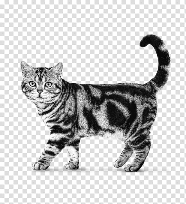 Cat, American Shorthair, American Bobtail, Kurilian Bobtail, European Shorthair, Toyger, Bengal Cat, American Wirehair transparent background PNG clipart