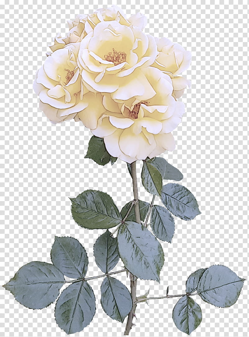 Garden roses, Flower, Flowering Plant, Julia Child Rose, Floribunda, Petal, Rose Family transparent background PNG clipart