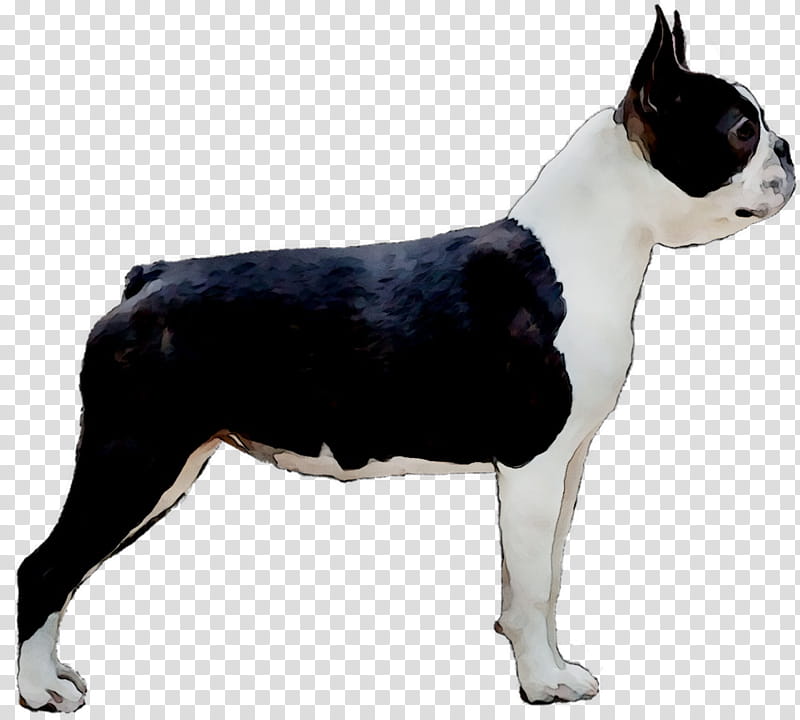 American Bulldog, Boston Terrier, Toy Bulldog, Companion Dog, English White Terrier, Snout, Breed, American Staffordshire Terrier transparent background PNG clipart