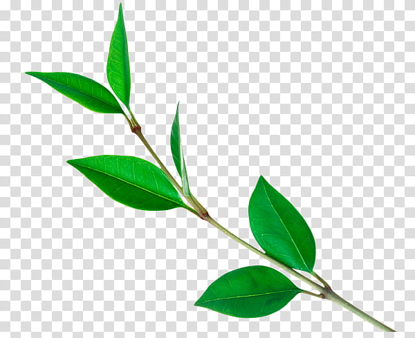 Green Tea Leaf, Tea Plant, Branch, Tree, Plants, Twig, Plant Stem transparent background PNG clipart