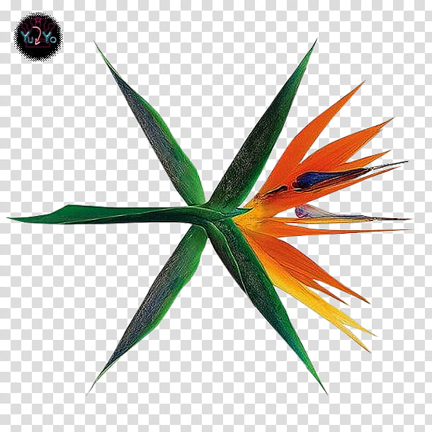 EXO LOGO, orange and green bird of paradise flower transparent background PNG clipart