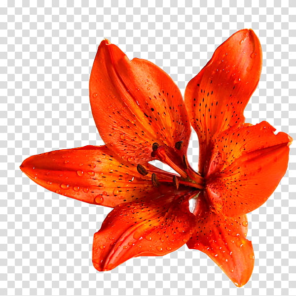 W , red tiger lily flower in bloom illustration transparent background PNG clipart