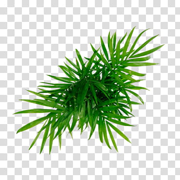 Jungle s, green plant transparent background PNG clipart