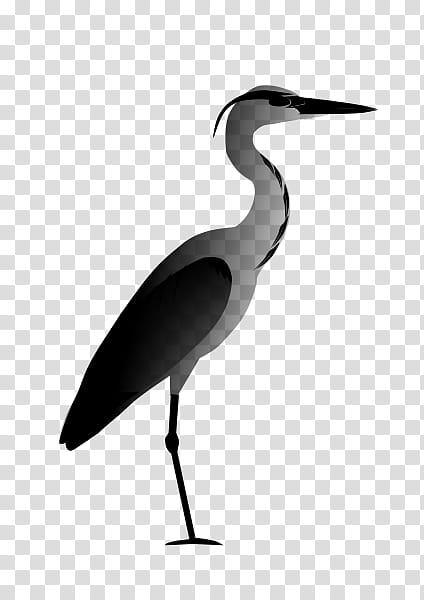 Crane Bird, White Stork, Heron, Beak, Drawing, Ibis, Cartoon, Great Egret transparent background PNG clipart