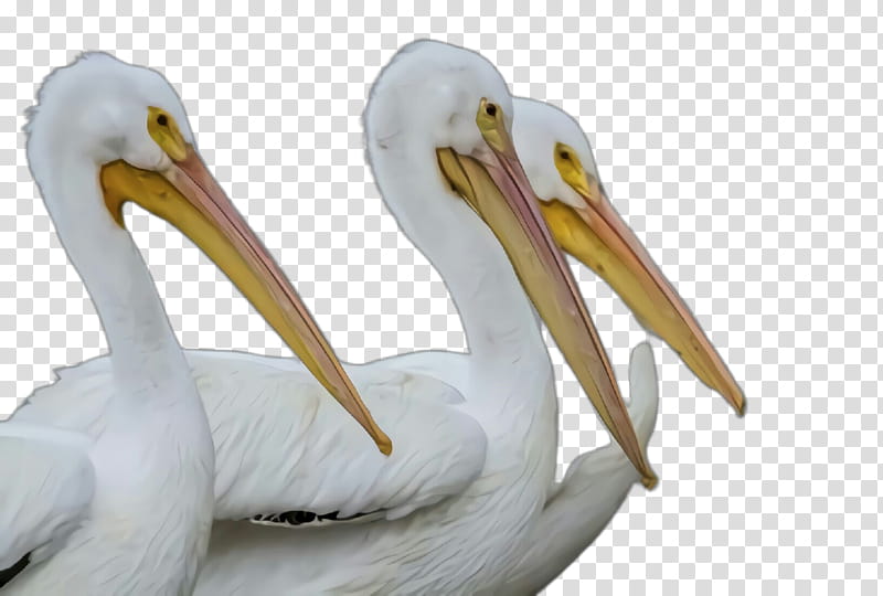 bird pelican beak white pelican pelecaniformes, Seabird, Ciconiiformes, Stork, Wildlife transparent background PNG clipart