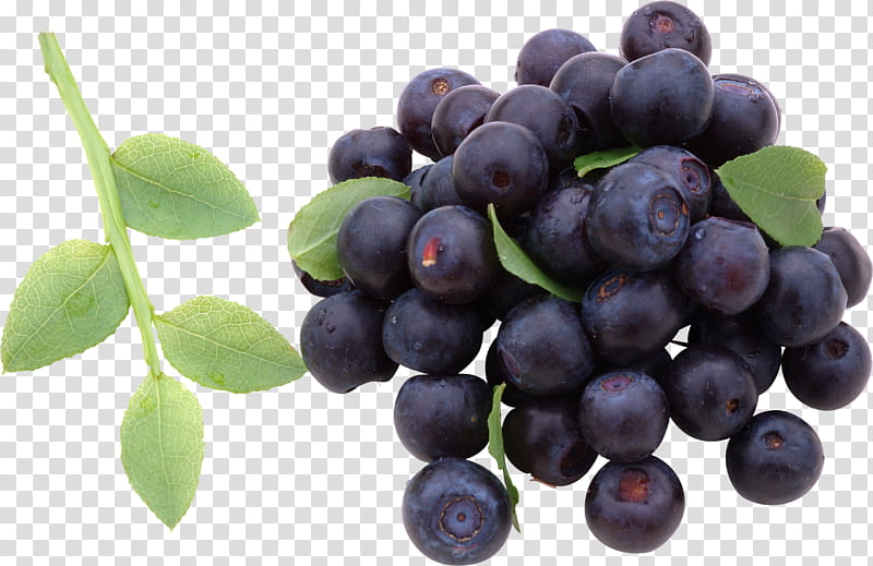 Family Tree, Blueberry, Juice, European Blueberry, Bilberry, Berries, Smoothie, Fruit transparent background PNG clipart