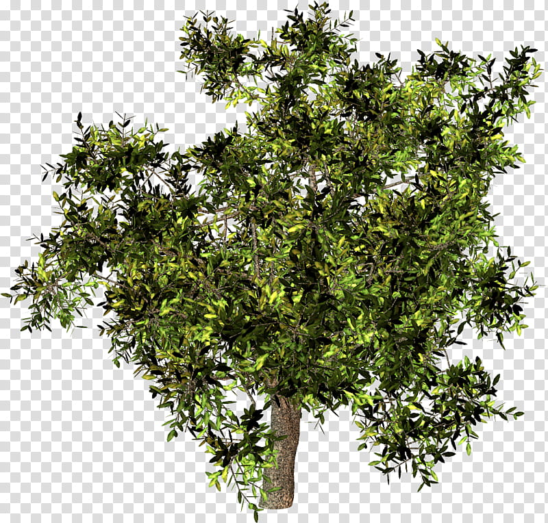 Oak Tree, Mature Oak Tree, Fond Blanc, Quercus Dentata, Banco De ns, Plant, Woody Plant, Branch transparent background PNG clipart