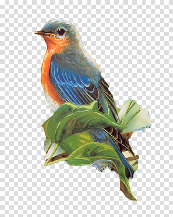 Birds and Flowers s, orange, gray, and blue bird transparent background PNG clipart