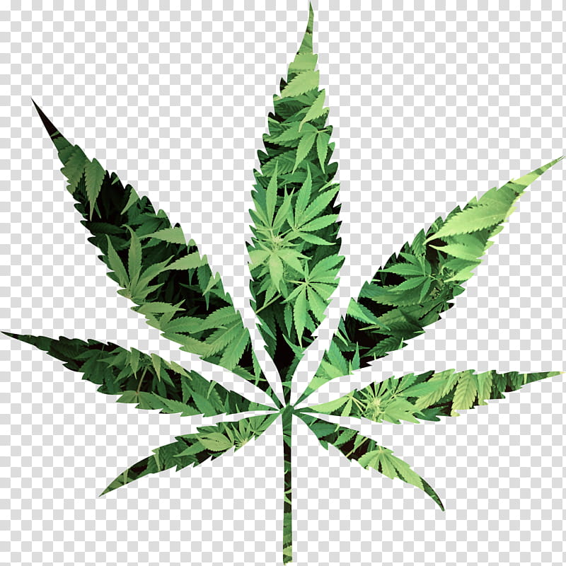 Cannabis Leaf, Hemp, Representation, Symbol, Plant, Hemp Family, Flower, Houseplant transparent background PNG clipart