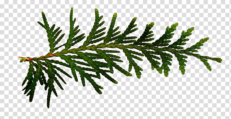 Fern, Shortleaf Black Spruce, Columbian Spruce, Jack Pine, Yellow Fir, Colorado Spruce, White Pine, Oregon Pine transparent background PNG clipart