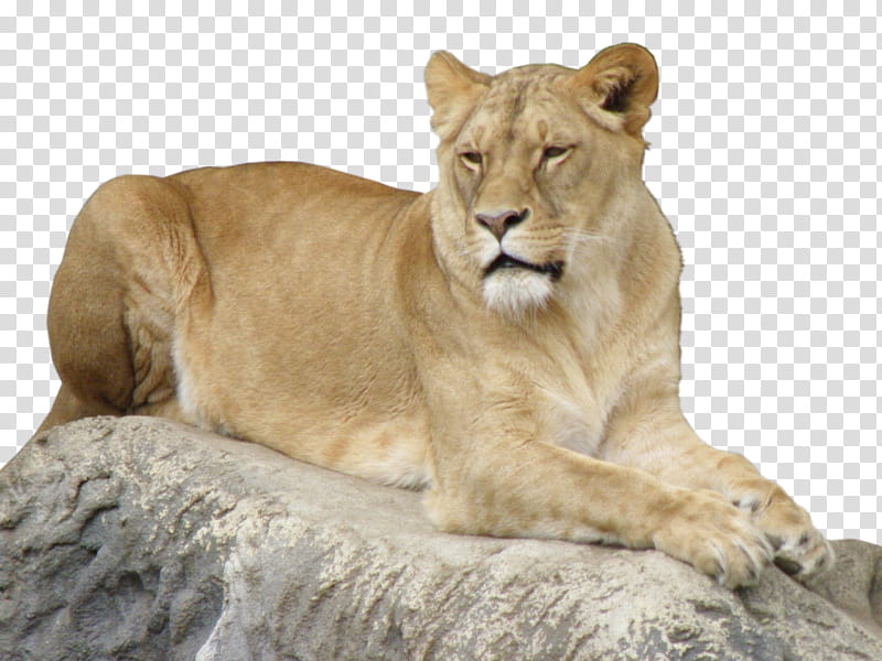 Lion female, lioness transparent background PNG clipart