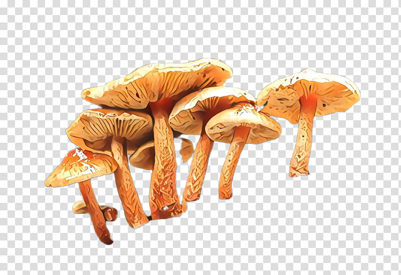 mushroom agaricus champignon mushroom agaricaceae edible mushroom, Matsutake, Agaricomycetes, Shiitake, Fungus, Medicinal Mushroom transparent background PNG clipart