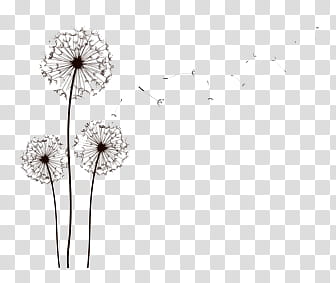 FILES, white dandelion art transparent background PNG clipart