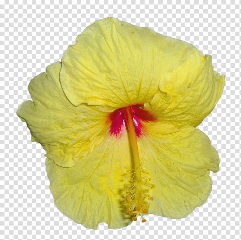 hawaiian flowers yellow gumamela flower transparent background png clipart hiclipart hawaiian flowers yellow gumamela