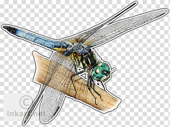 Poster, Blue Dasher, Skimmers, Insect, Drawing, Printing, Darners, Roseate Skimmer transparent background PNG clipart