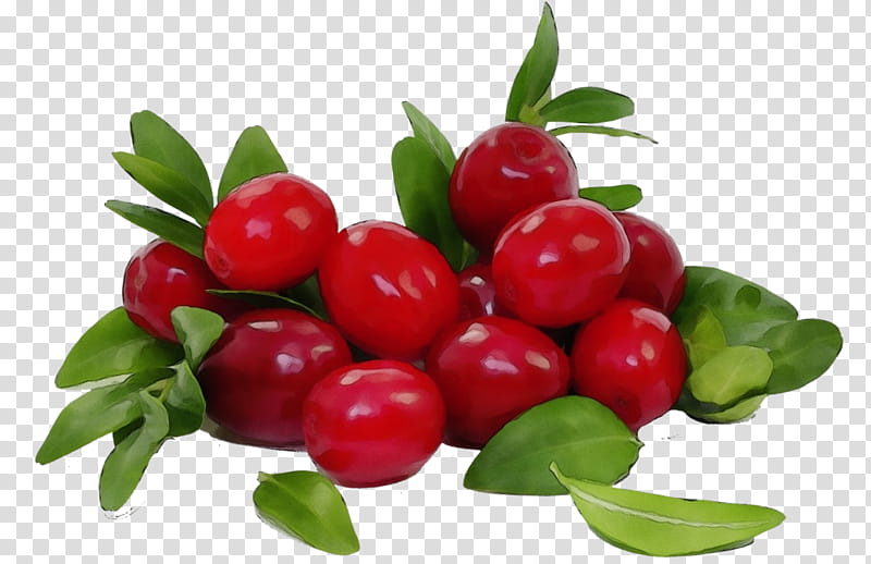 natural foods fruit berry plant lingonberry, Watercolor, Paint, Wet Ink, Arctostaphylos Uvaursi, Cranberry, Flower, Flowering Plant transparent background PNG clipart