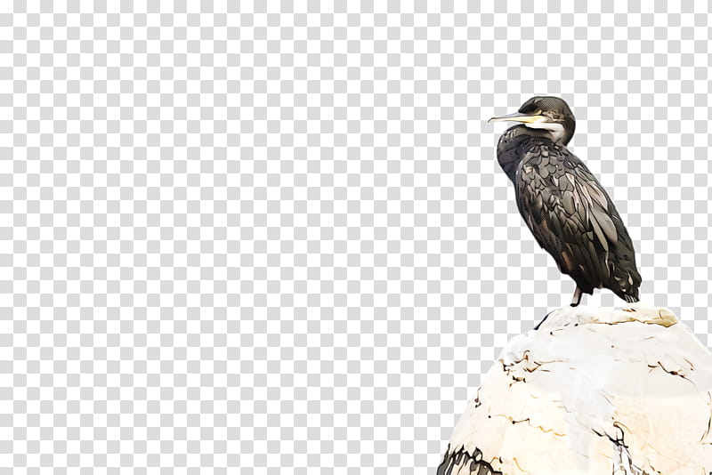 bird beak bird of prey vulture wildlife, Falconiformes, Cormorant transparent background PNG clipart