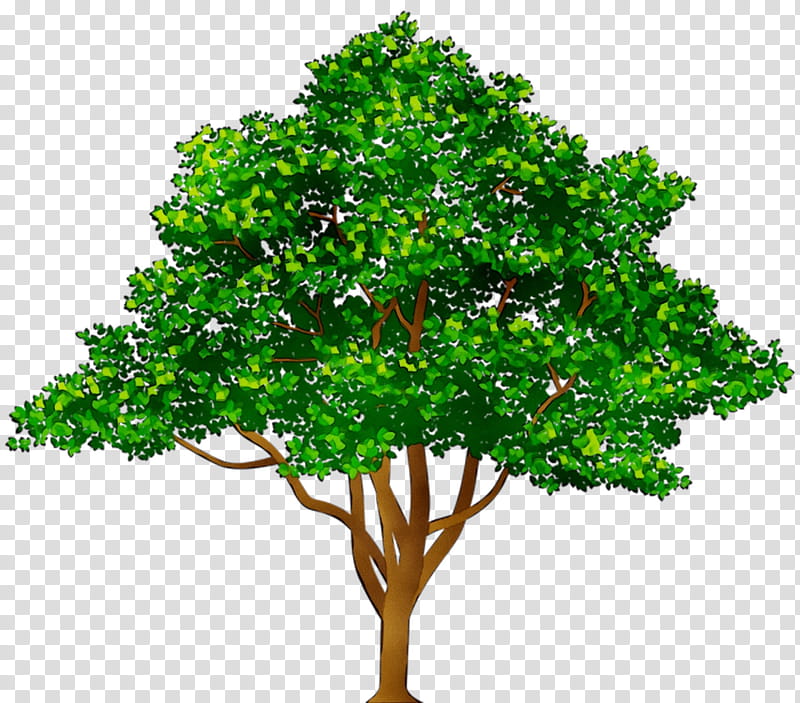 Fruit trees png images | PNGWing