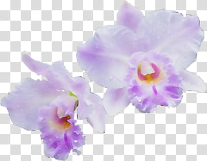 Purple Watercolor Flower, Paint, Wet Ink, Orchids, Cattleya Orchids, Moth Orchids, Singapore Orchid, Plants transparent background PNG clipart thumbnail
