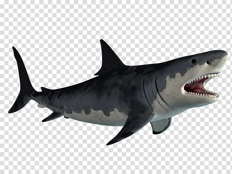 Monster Shark s, gray shark transparent background PNG clipart