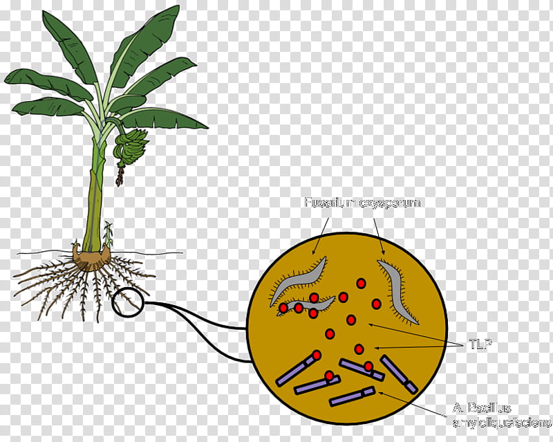 Banana Leaf, Fruit, Cavendish Banana, Ensete Ventricosum, Red Banana, Drawing, Pear, Food, Plant, Flora transparent background PNG clipart