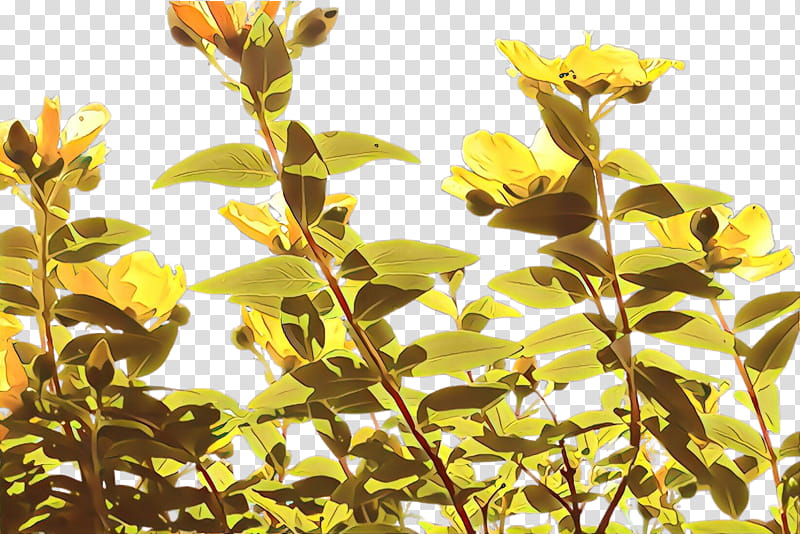 flower plant yellow leaf branch, Tree, Plant Stem, Hypericum transparent background PNG clipart